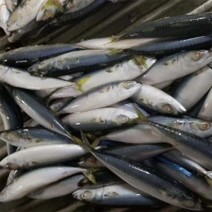 Замразена скумрия цял кръг