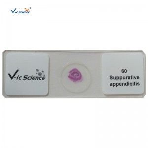 100pcs комплект човешка патология слайдове микроскопично подготвени слайдове