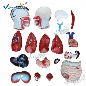 Медицинска анатомия Човешко тяло модел 85СМ мъжки торс модел 19 части