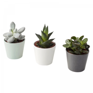 Изкуствени сукулентни растения